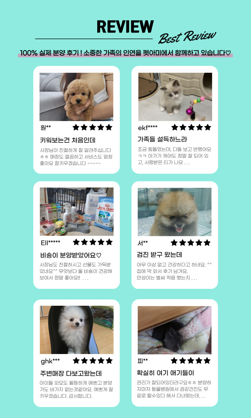 펫아미 분양 후기 리뷰